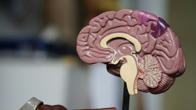 Tartu Ülikooli teadlased avastasid uue ravimikandidaadi agressiivse ajukasvajaga võitlemiseks