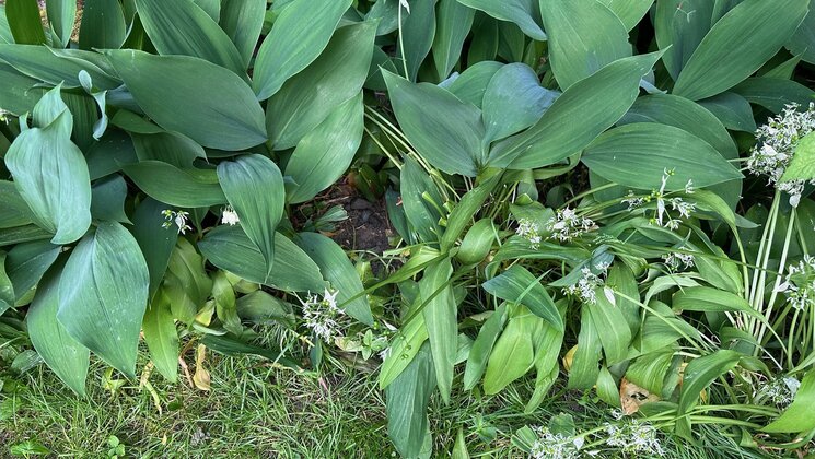 Maikelluke (tagaplaanil) ja karulauk (esiplaanil)